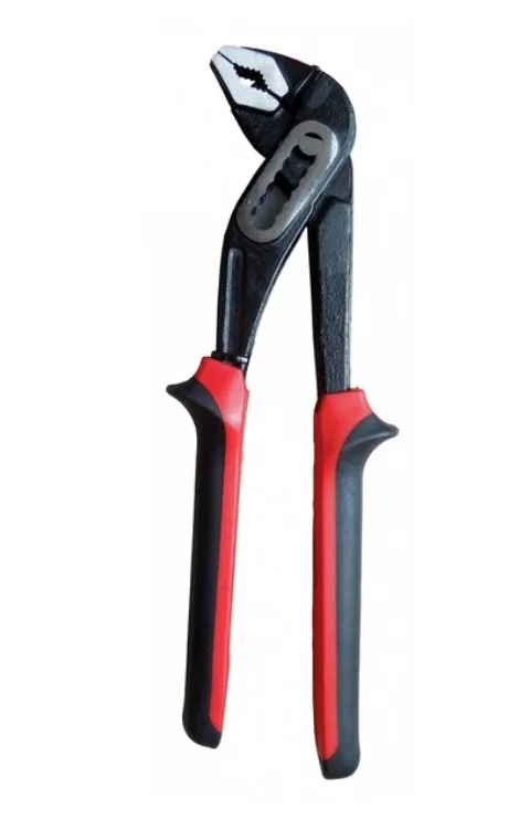 Cleste tip papagal 12